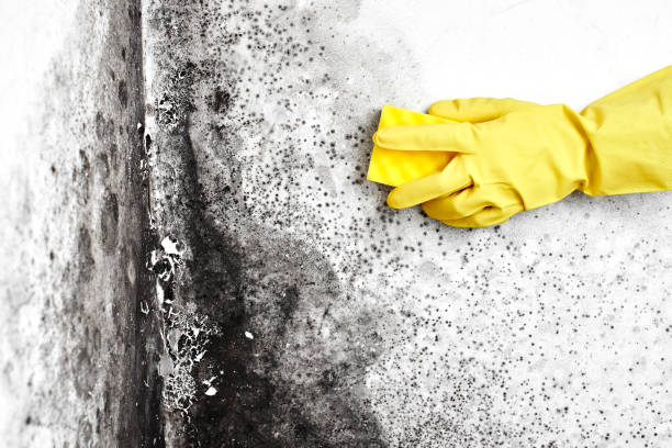 Best Residential Mold Removal  in Deltona, FL