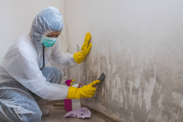 Attic Mold Removal in Deltona, FL