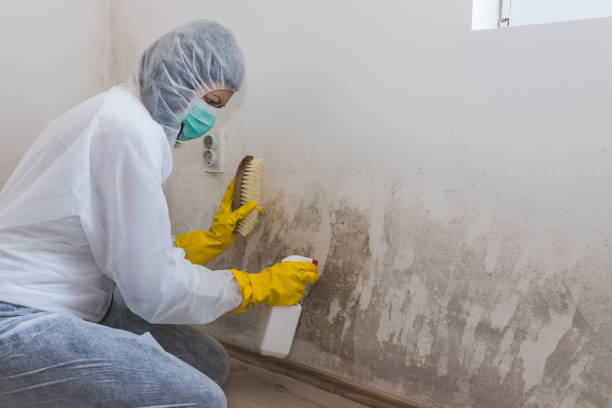 Attic Mold Removal in Deltona, FL
