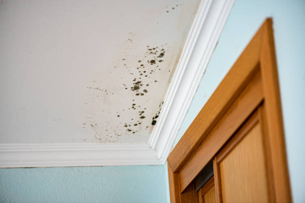 Best Attic Mold Removal  in Deltona, FL