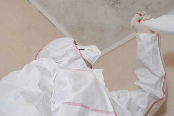 Best Mold Damage Repair  in Deltona, FL