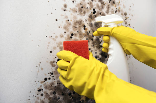 Best Office Mold Removal Services  in Deltona, FL